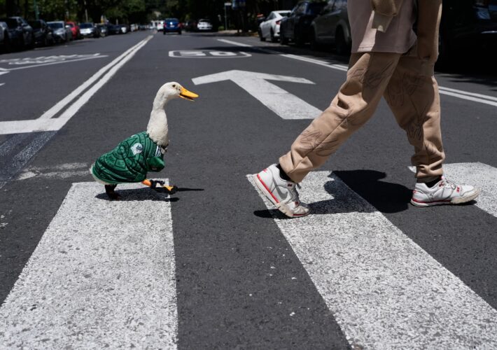‘He’s now an idol’: How Merlin the duck became Mexico’s viral World Cup ‘mascot’