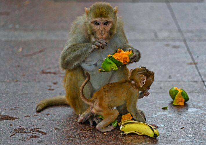 India deploys men pretending to be monkeys to protect Badminton World Championships venue